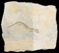 Permian Branchiosaur (Amphibian) Fossil - Germany #50846-1